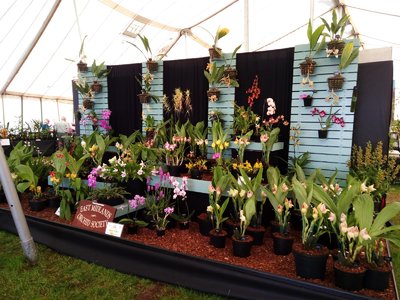 East Midlands Orchid Society
