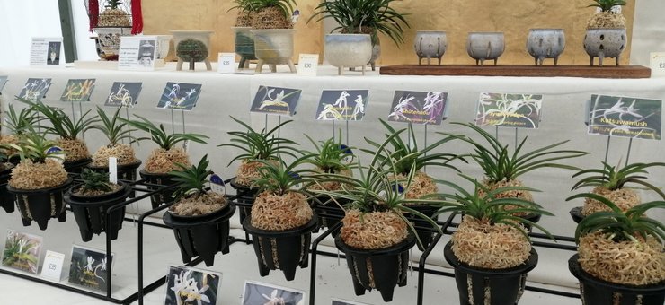 2019 The International Orchid Show at The Royal Three Counties Show, Malvern