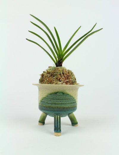 Neofinetia falcata pot