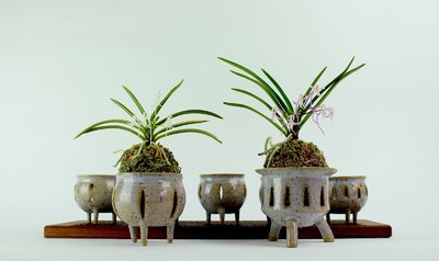 Neofinetia falcata pots
