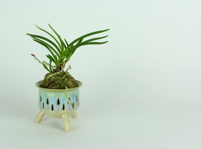 Neofinetia falcata pots