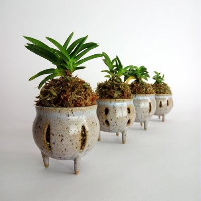 Neofinetia falcata pot