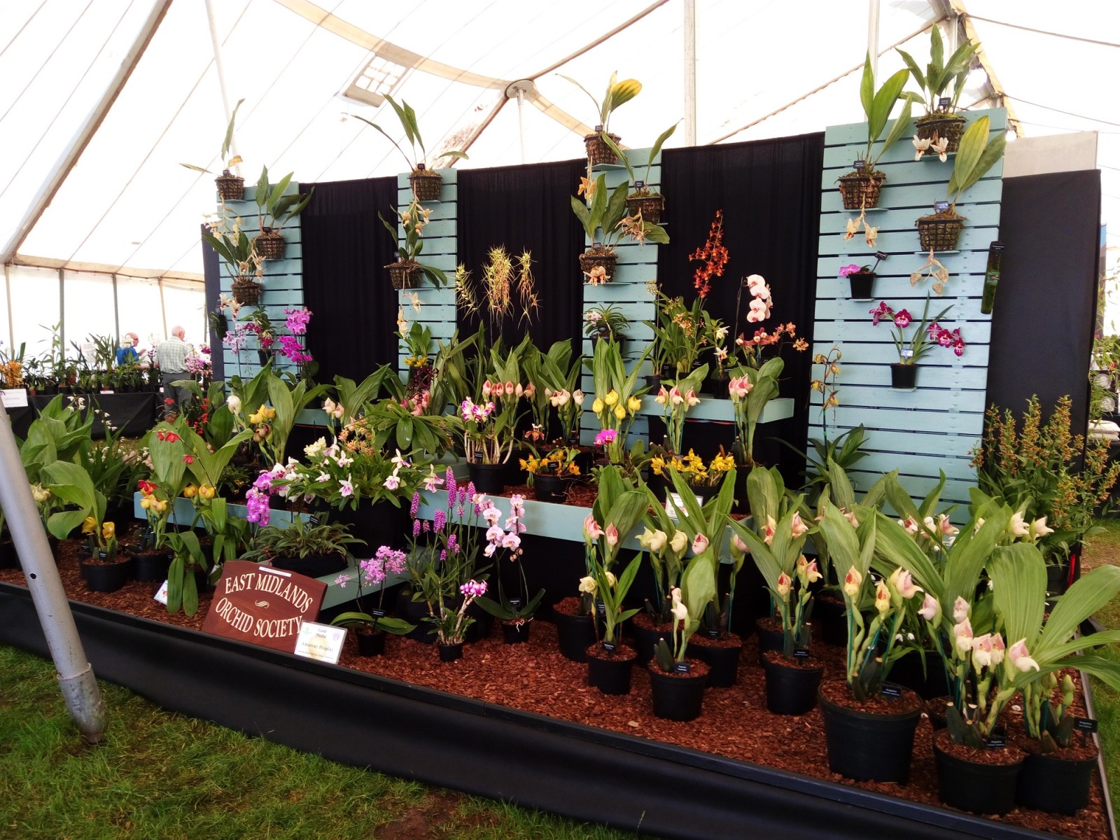 East Midlands Orchid Society 2017 Malvern