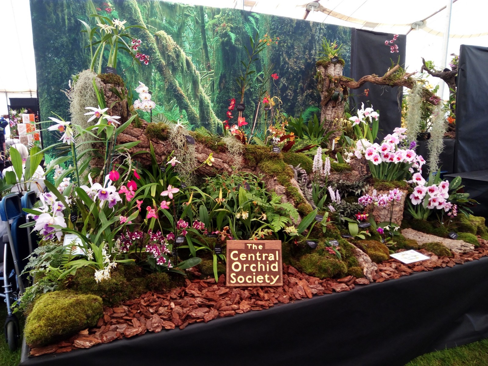 Central Orchid Society 2017 Malvern